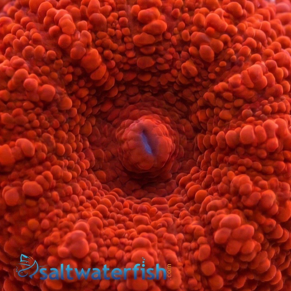 Mushroom Coral: "Aussie Atomic Red" 