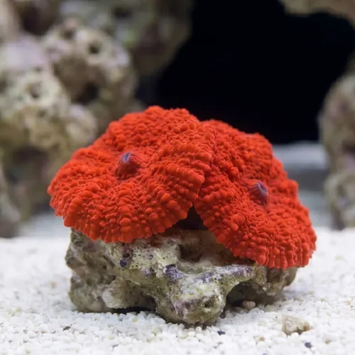 Mushroom Coral: "Aussie Atomic Red"