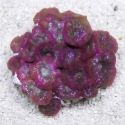 Mushroom Coral: Assorted - South Pacific