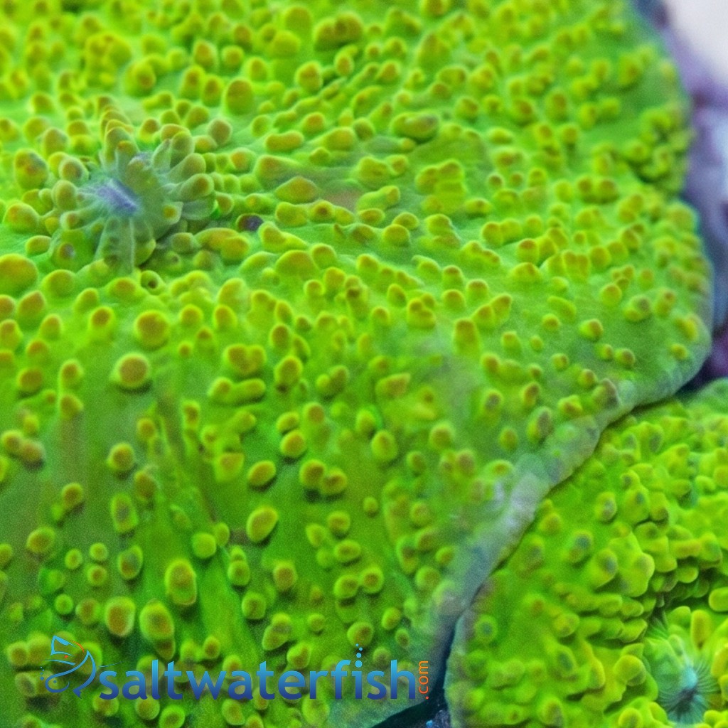 Mushroom Coral: "Aussie Green" - Australia