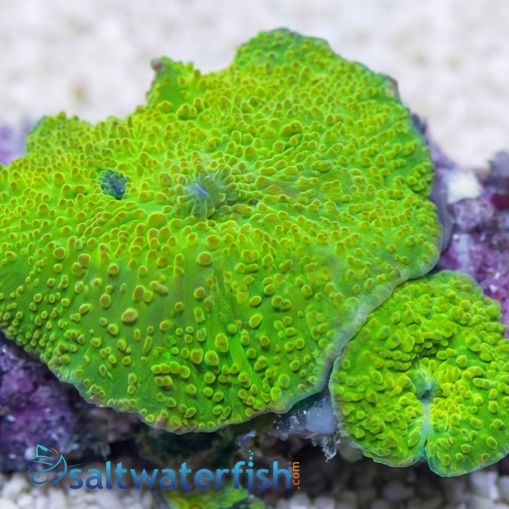 Mushroom Coral: "Aussie Green" - Australia