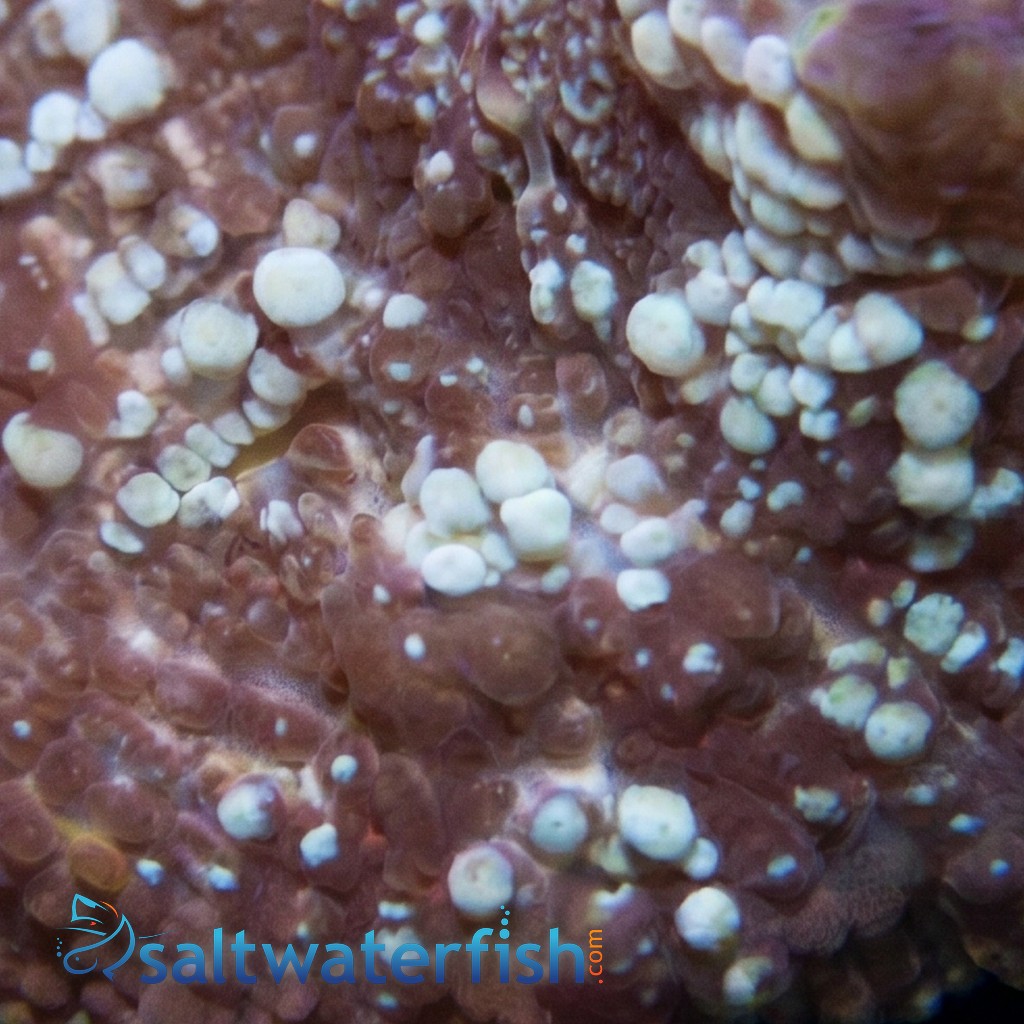 Mushroom Coral: Aussie Colored - Australia