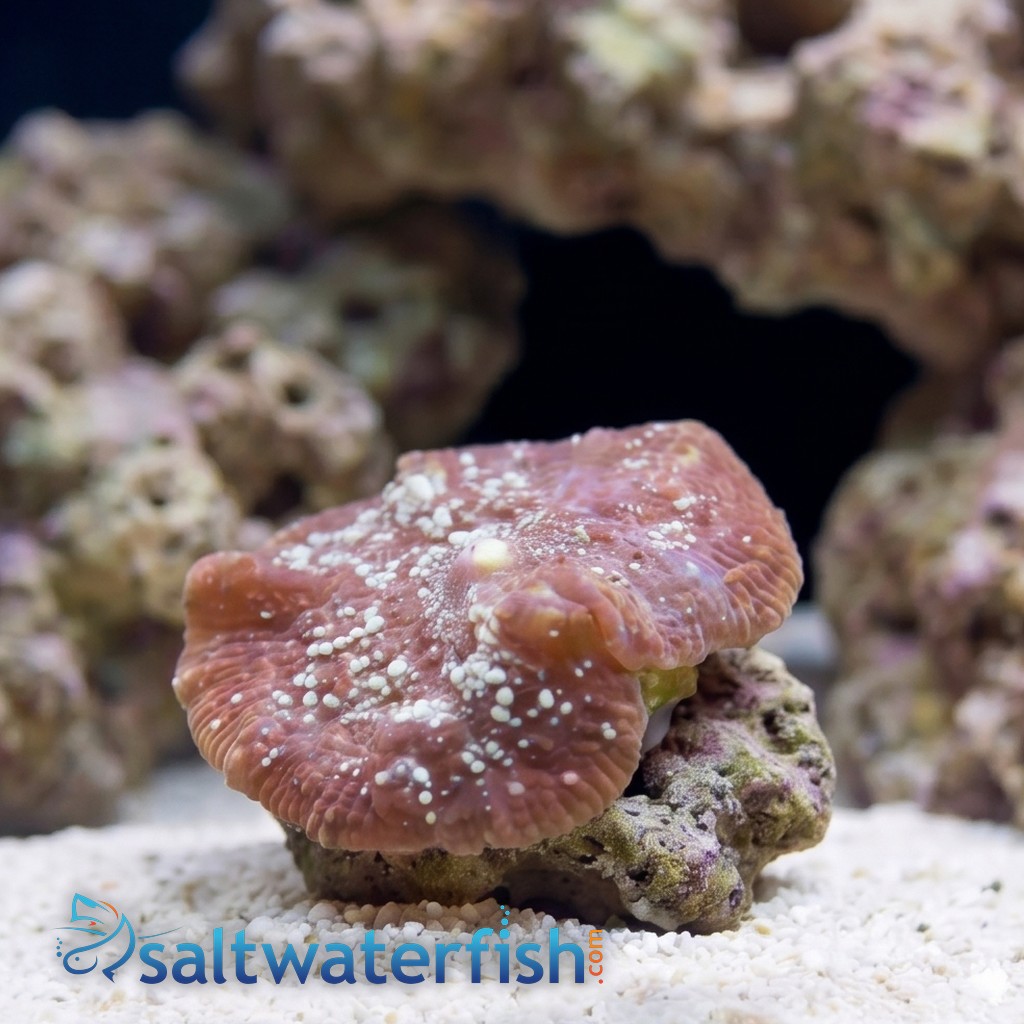 Mushroom Coral: Aussie Colored - Australia