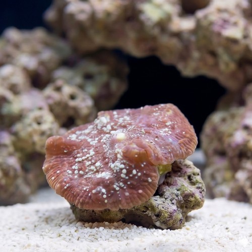 Mushroom Coral: Aussie Colored - Australia