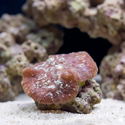 Mushroom Coral: Aussie Colored - Australia
