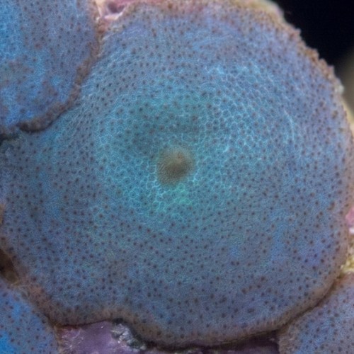 Mushroom Coral: Blue/ Green/ Violet