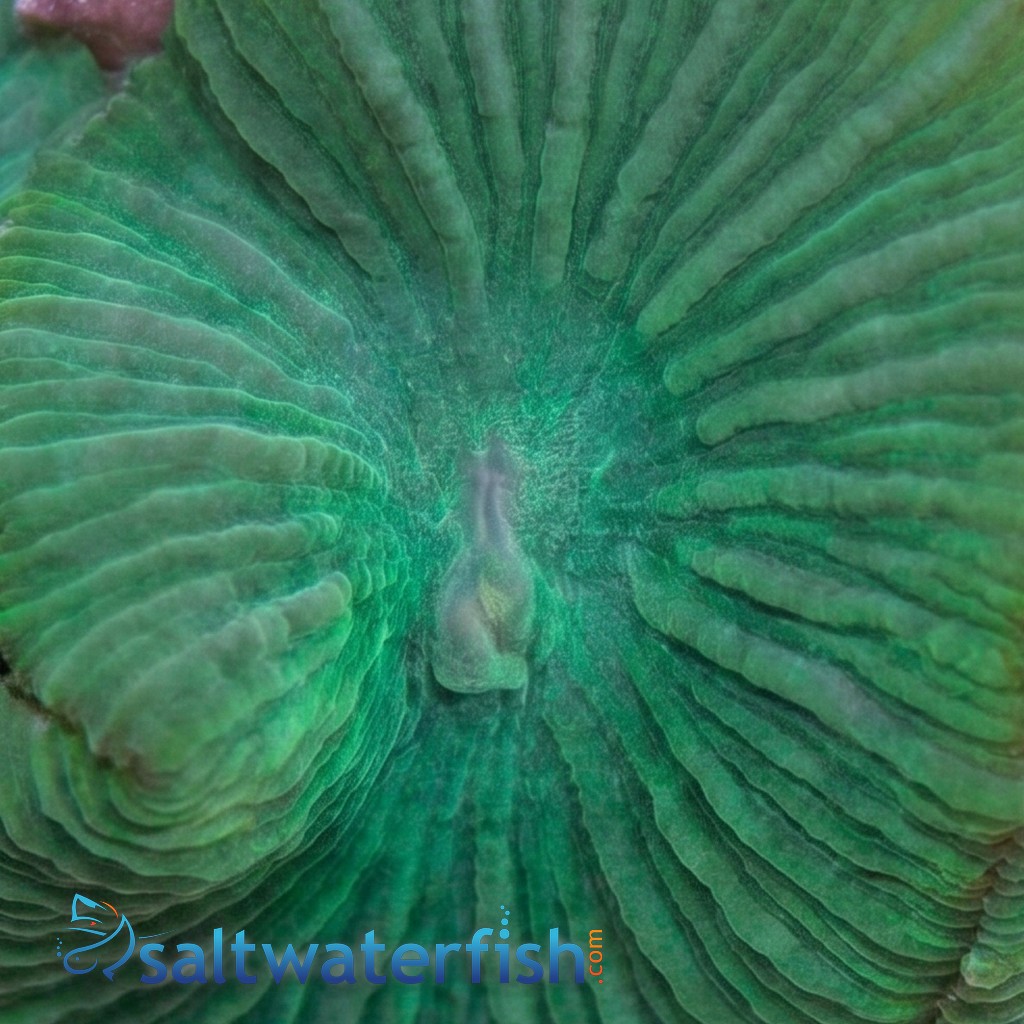 Mushroom Coral: Green With Spots  