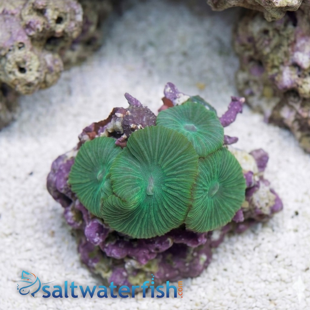 Mushroom Coral: Green With Spots  