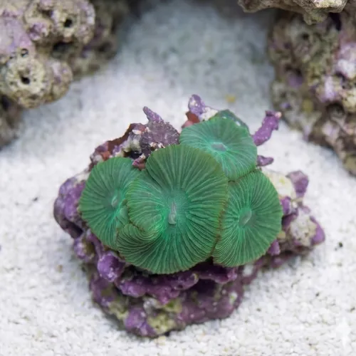 Mushroom Coral: Green With Spots