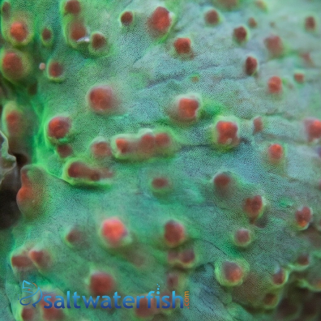 Mushroom Coral: Green w/ Red Spots - South Pacific