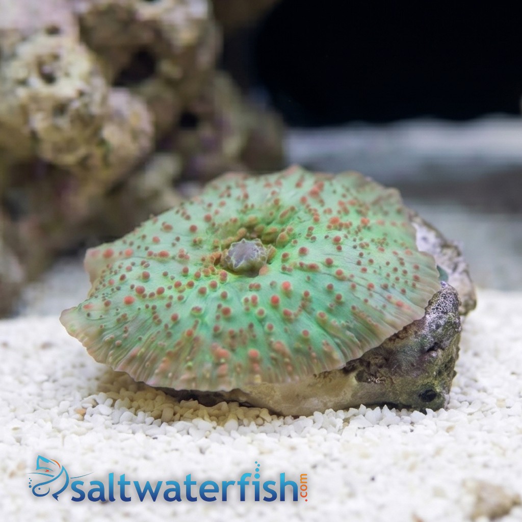 Mushroom Coral: Green w/ Red Spots - South Pacific