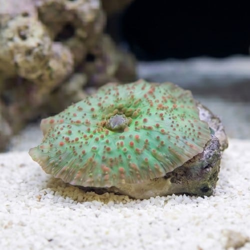 Mushroom Coral: Green w/ Red Spots - South Pacific