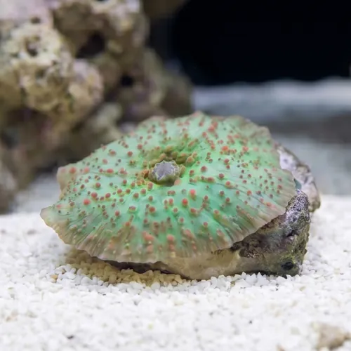 Mushroom Coral: Green w/ Red Spots - South Pacific