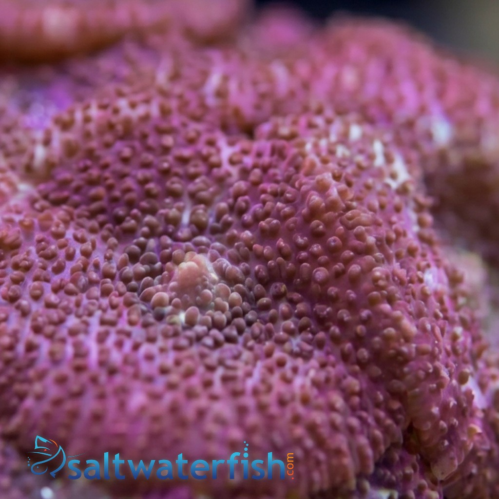 Mushroom Coral: Assorted 
