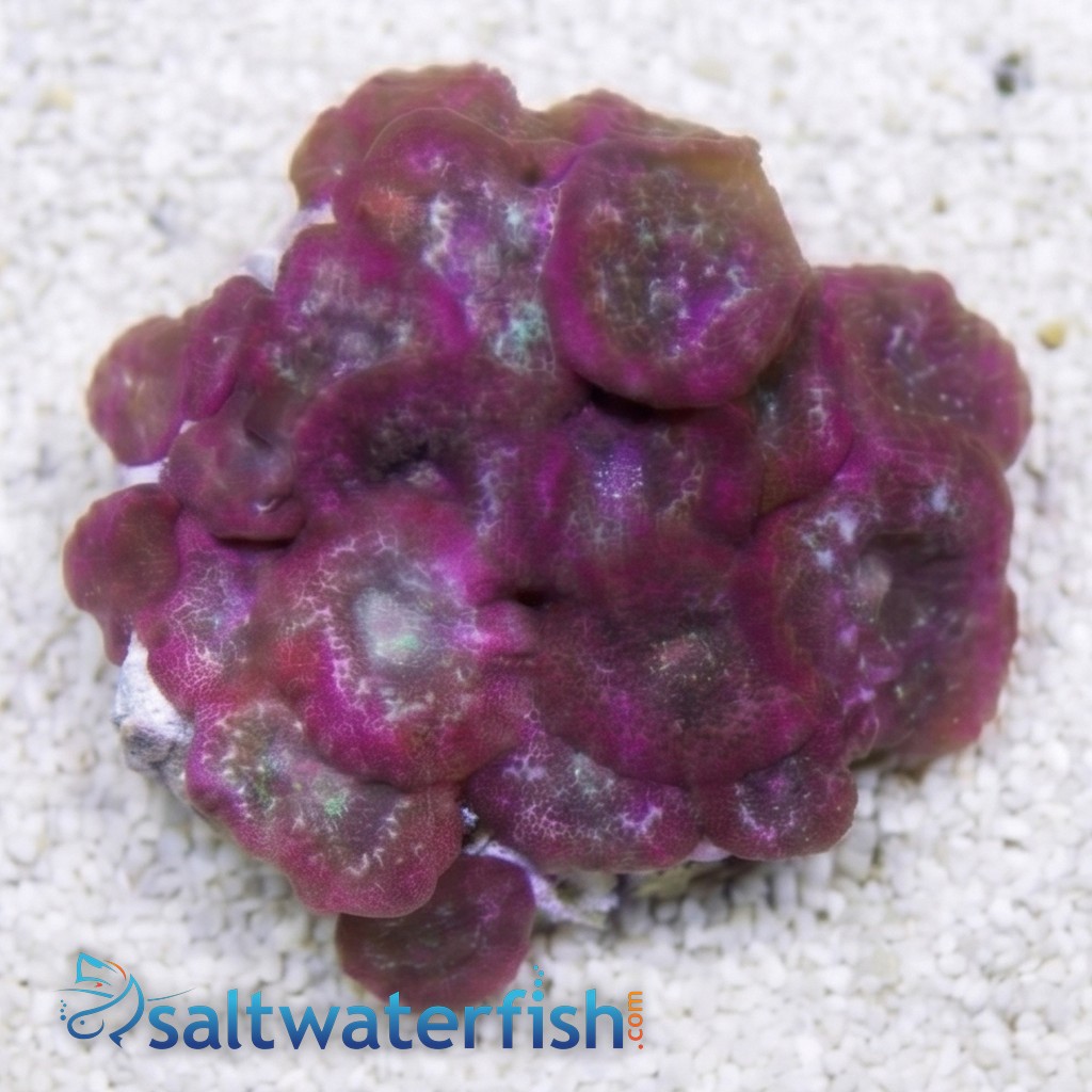Mushroom Coral: Assorted 