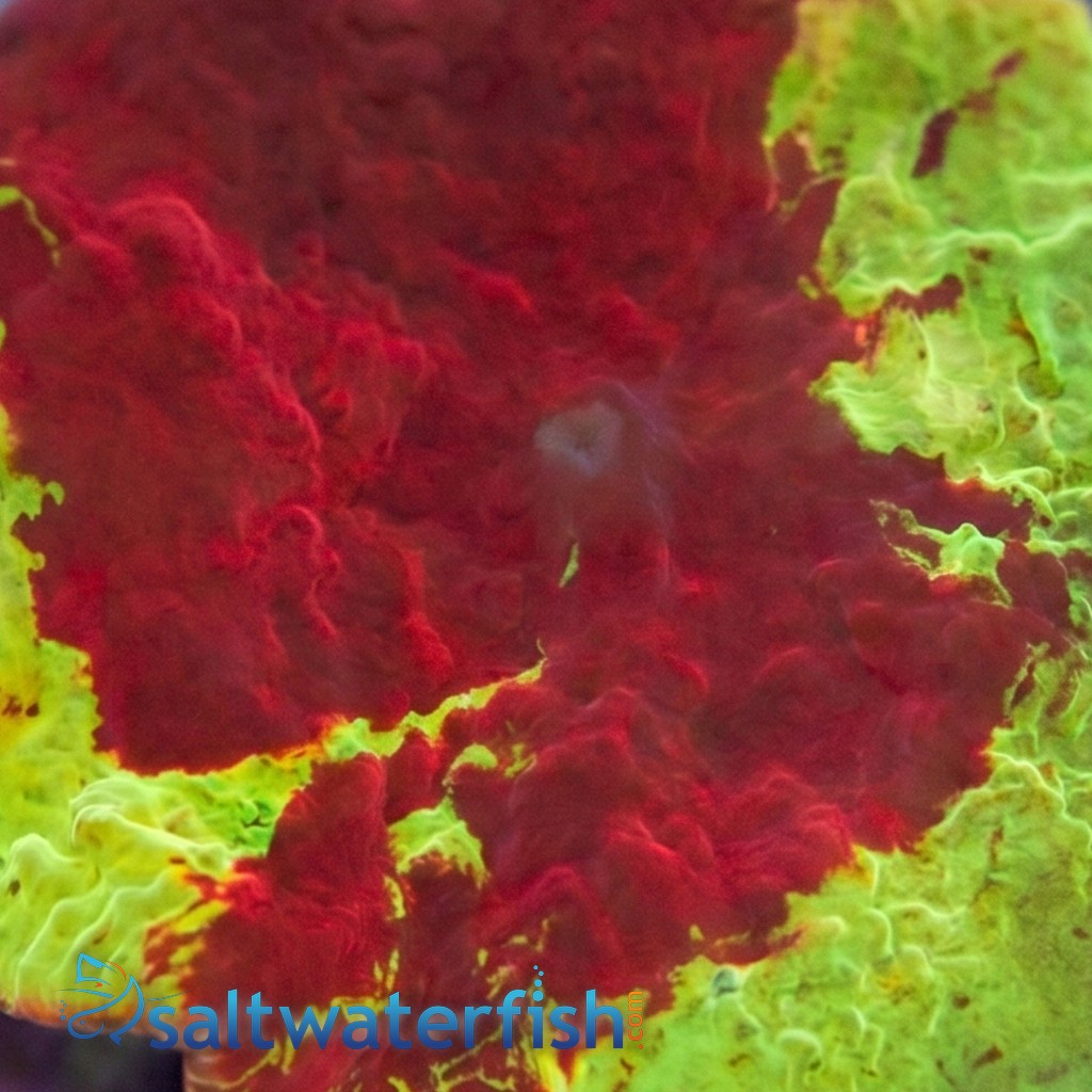 Mushroom Coral: Jawbreaker