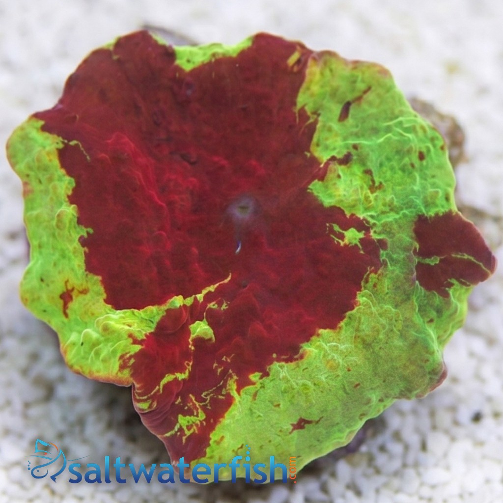 Mushroom Coral: Jawbreaker