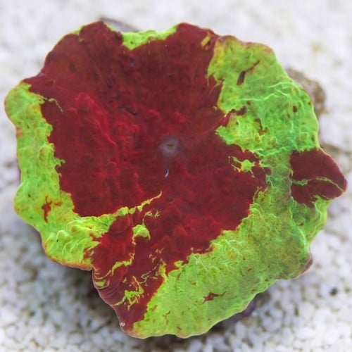 Mushroom Coral: Jawbreaker