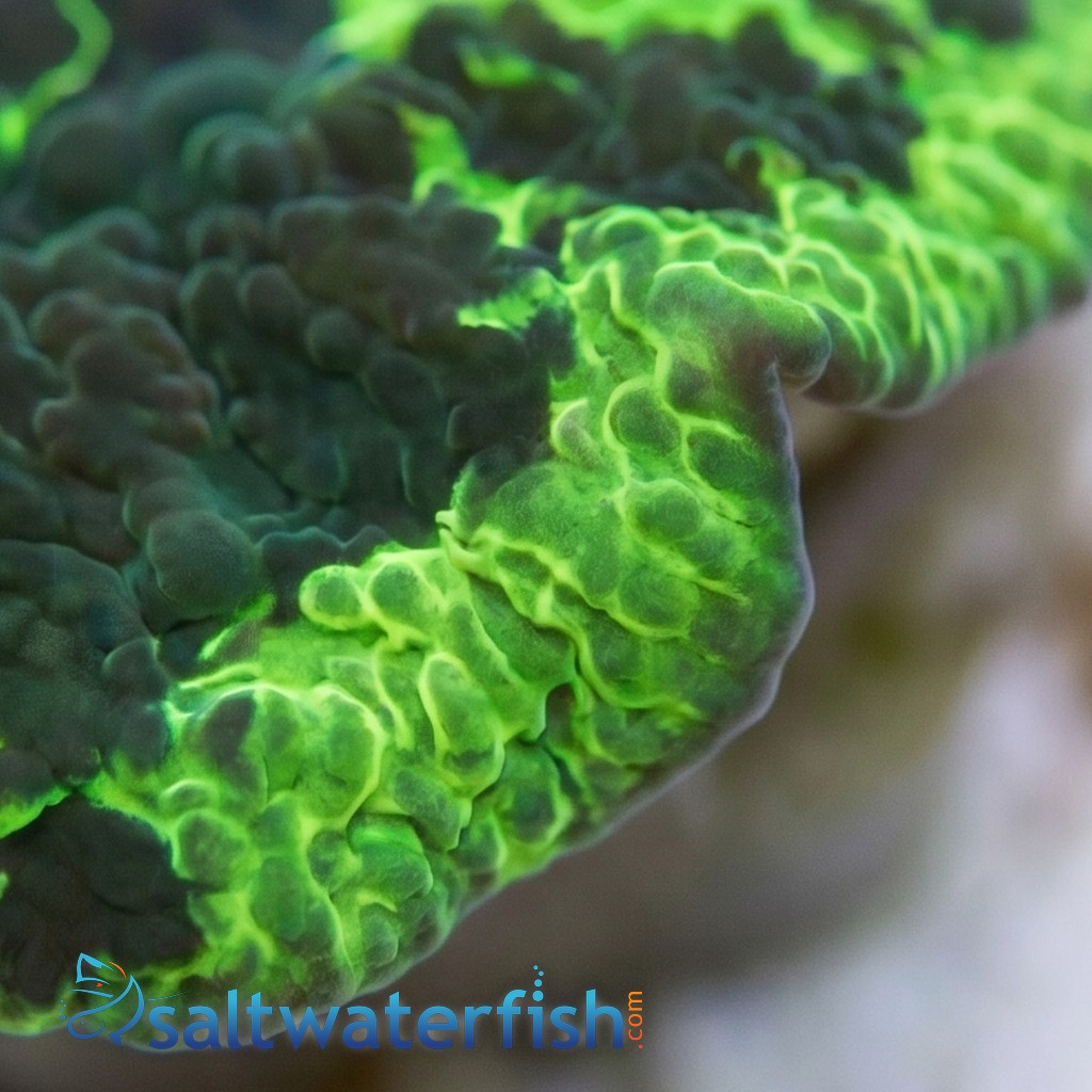Mushroom Coral: Kryptonite Jawbreaker