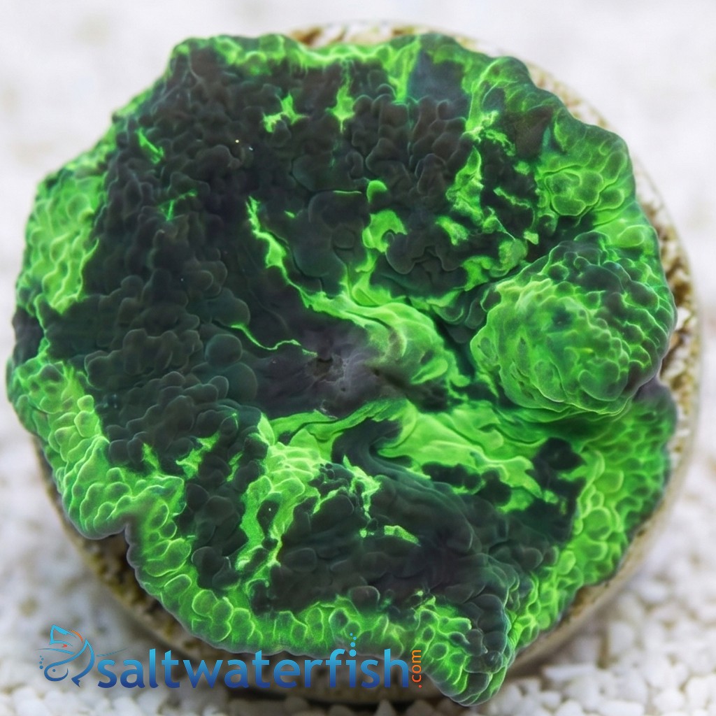 Mushroom Coral: Kryptonite Jawbreaker