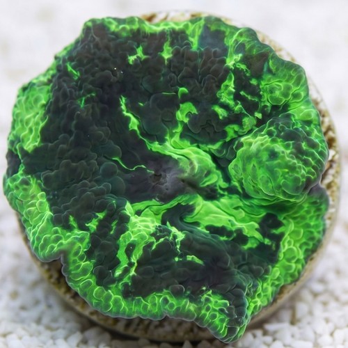 Mushroom Coral: Kryptonite Jawbreaker