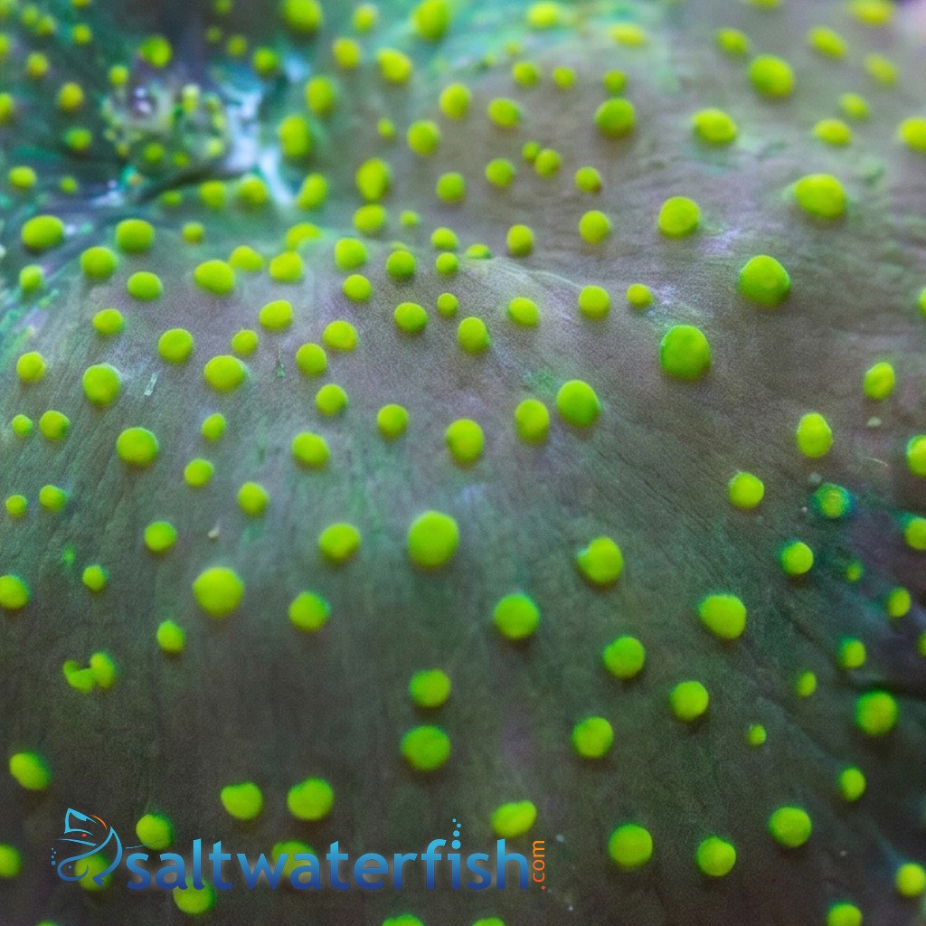 Mushroom Coral: Spotted - East Pacific
