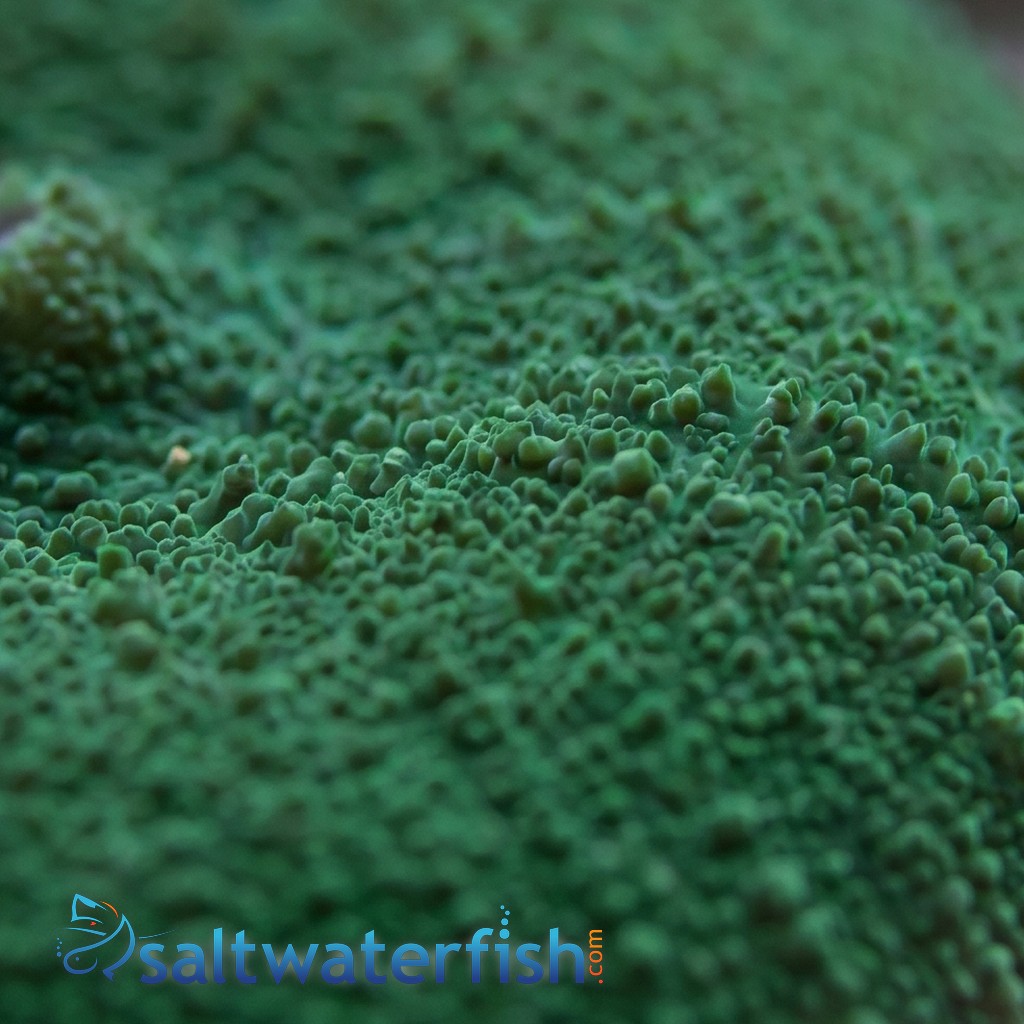 Tongan Mushroom Coral: Fluorescent Green