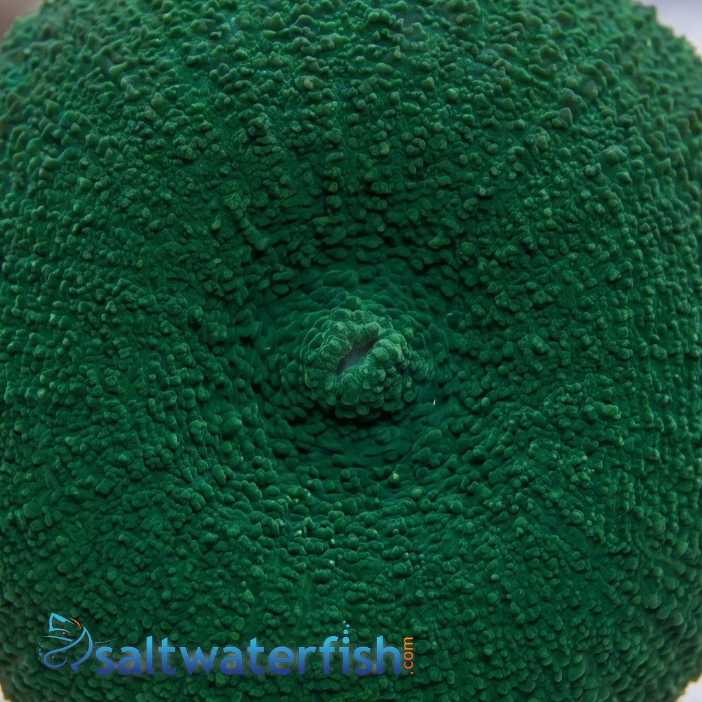 Tongan Mushroom Coral: Fluorescent Green