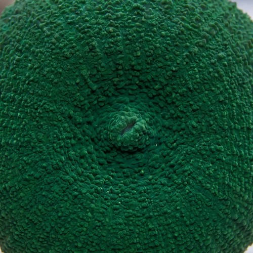 Tongan Mushroom Coral: Fluorescent Green