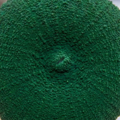 Tongan Mushroom Coral: Fluorescent Green