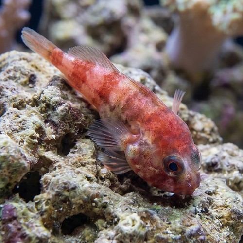 Red Clingfish - Atlantic