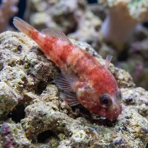 Red Clingfish - Atlantic