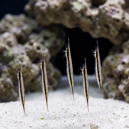 Shrimp Fish