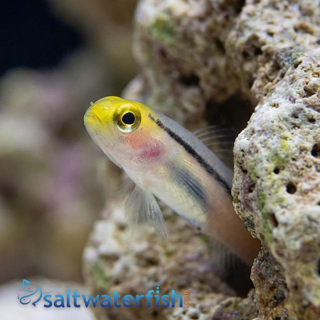Mini Dart Goby