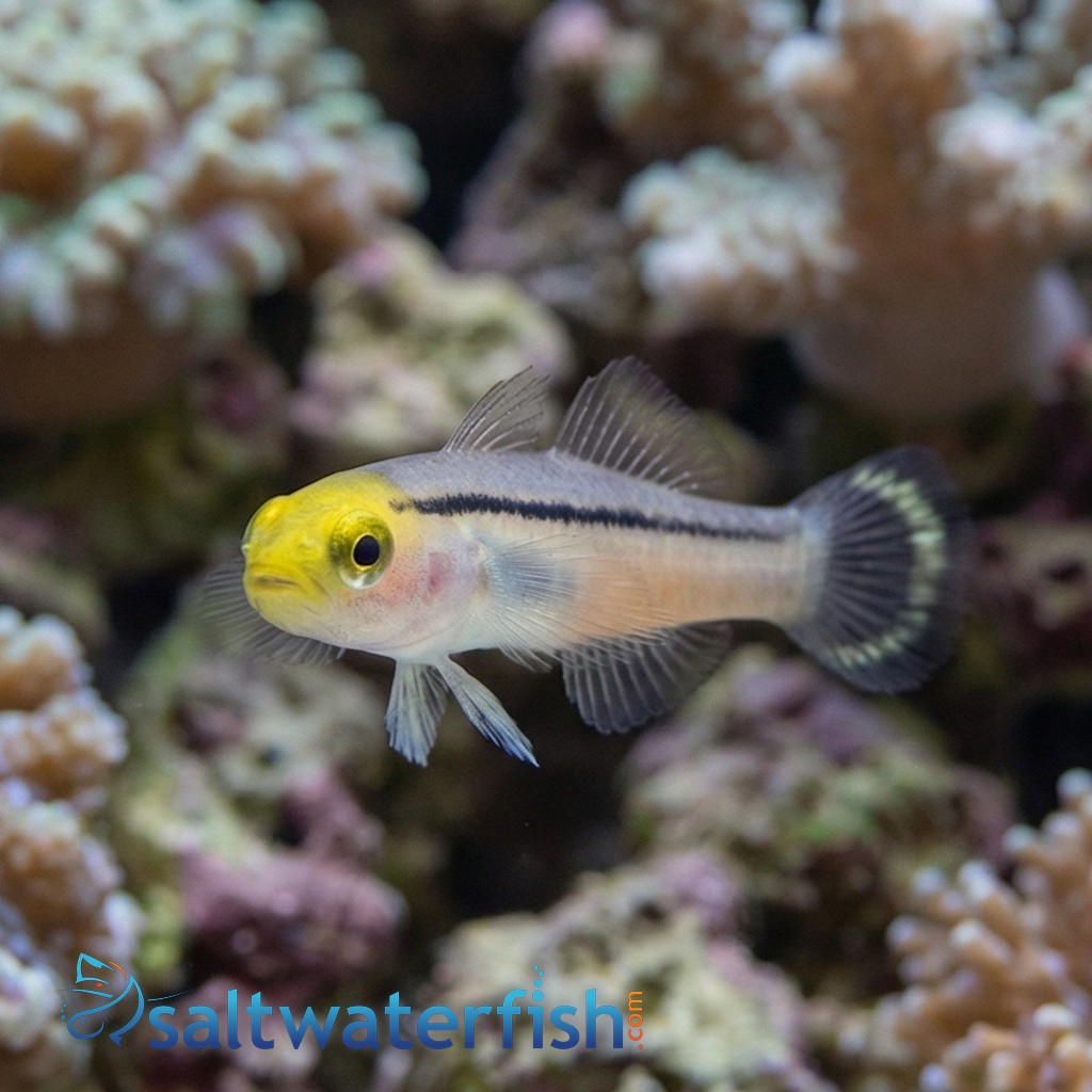 Mini Dart Goby