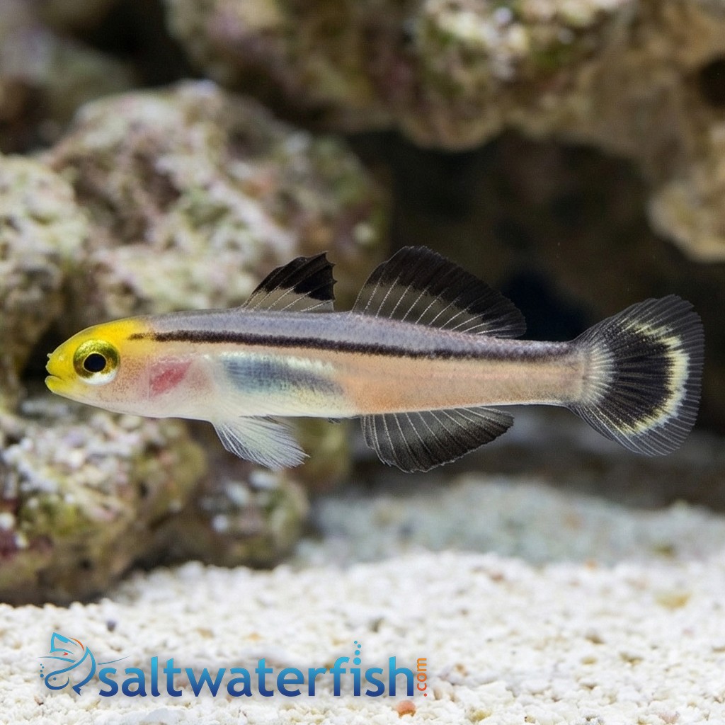 Mini Dart Goby