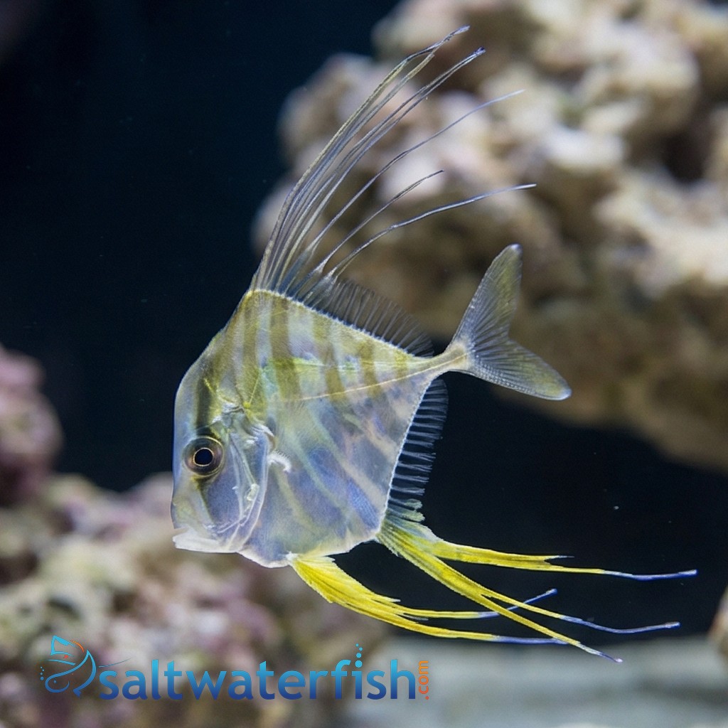 Threadfin Fish