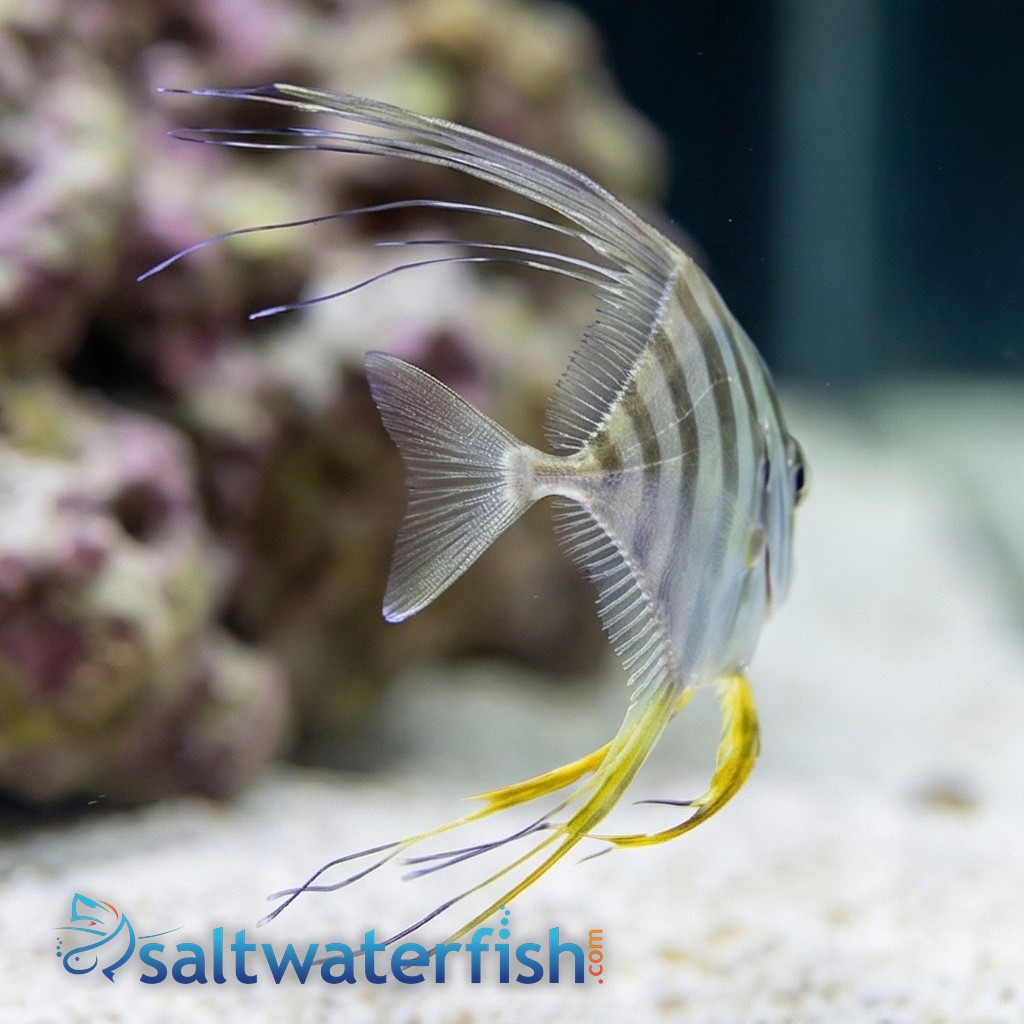 Threadfin Fish