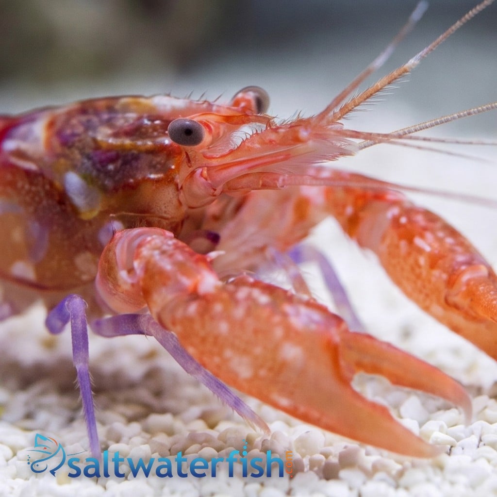 Curly-Que Pistol Shrimp - Caribbean