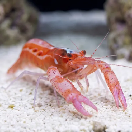 Curly-Que Pistol Shrimp - Caribbean
