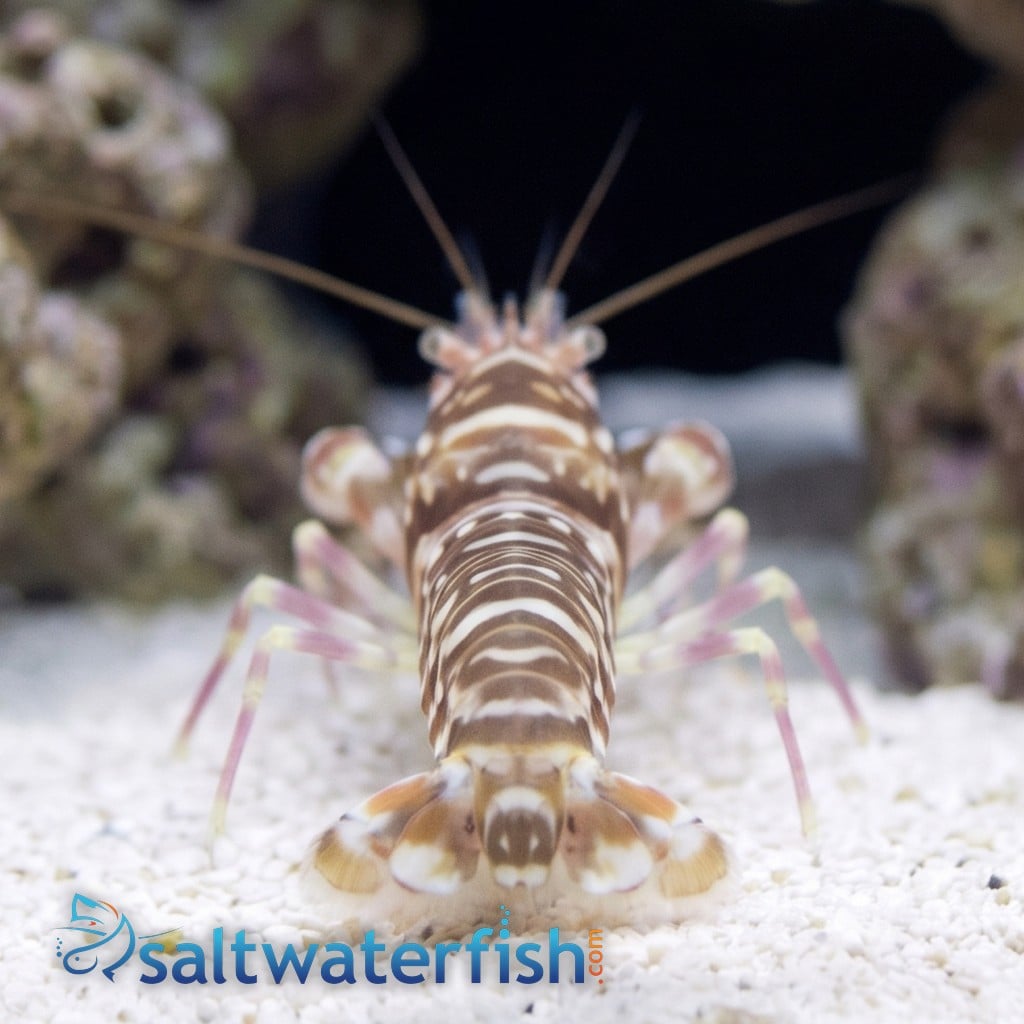 Pistol Shrimp: Tiger