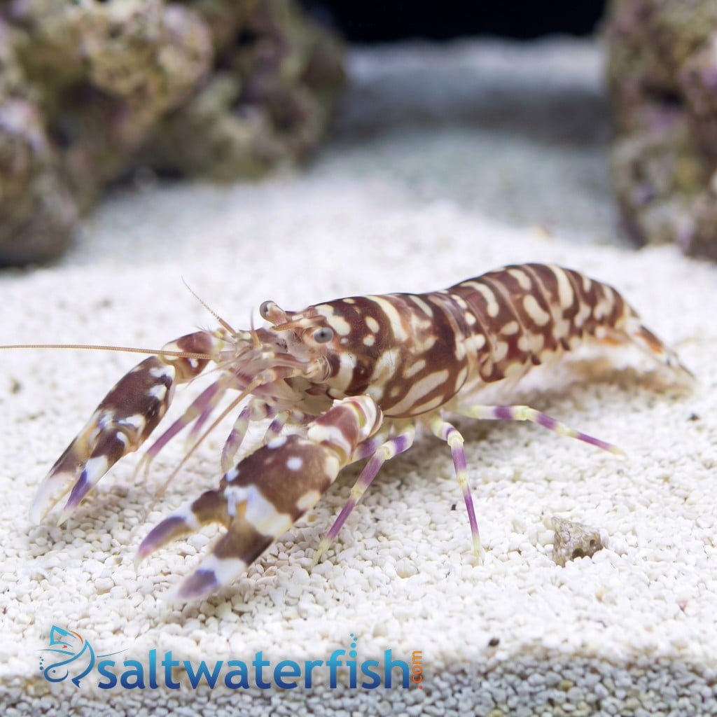 Pistol Shrimp: Tiger