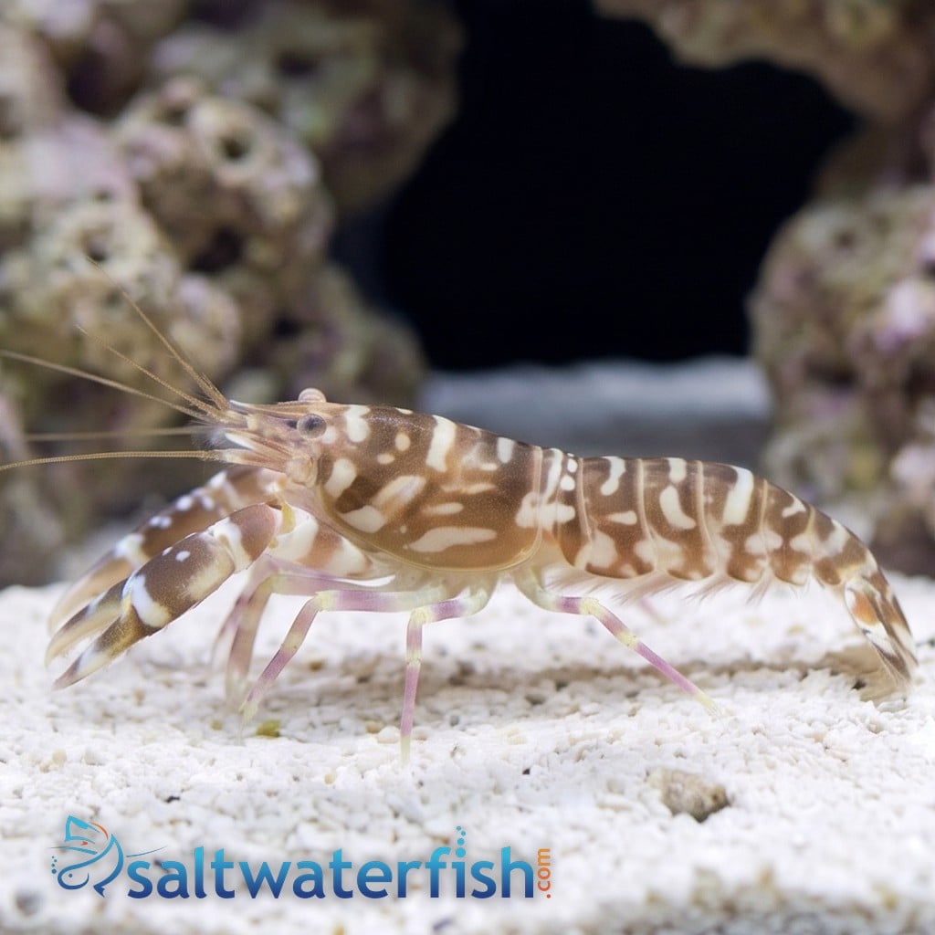 Pistol Shrimp: Tiger