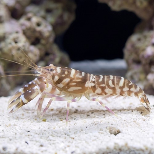 Pistol Shrimp: Tiger