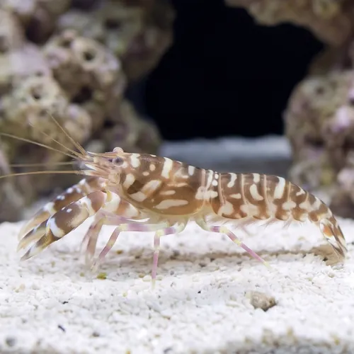Pistol Shrimp: Tiger