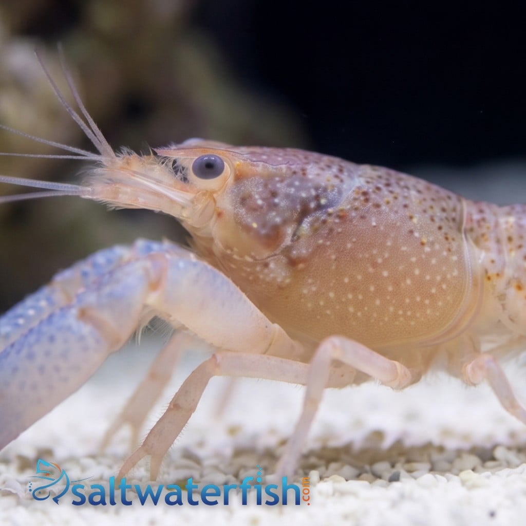 Lottini Pistol Shrimp - Indo Pacific