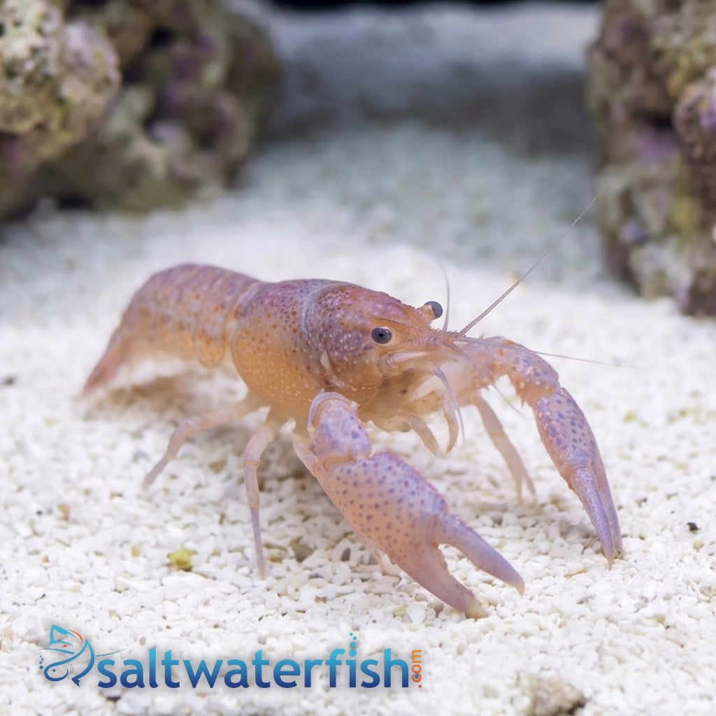 Lottini Pistol Shrimp - Indo Pacific
