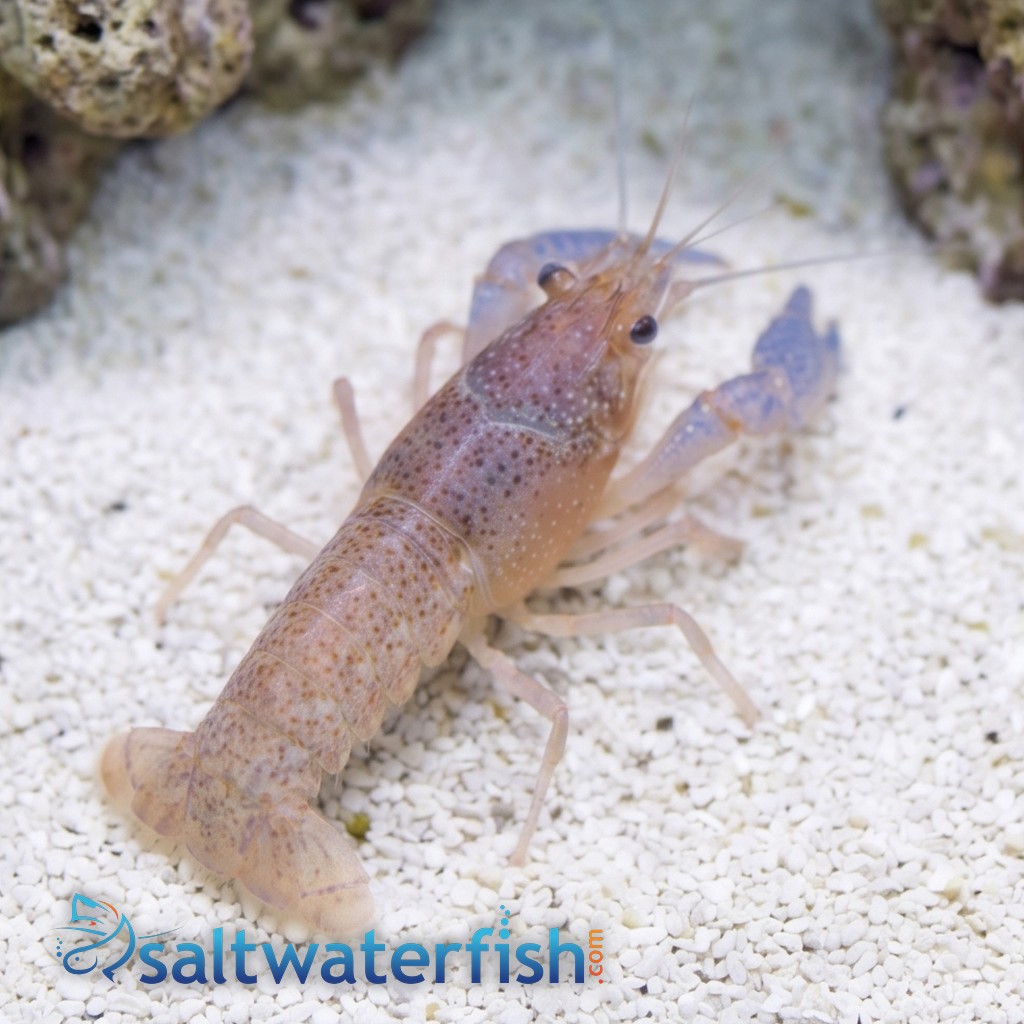 Lottini Pistol Shrimp - Indo Pacific