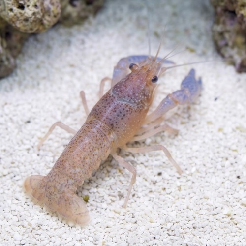 Lottini Pistol Shrimp - Indo Pacific