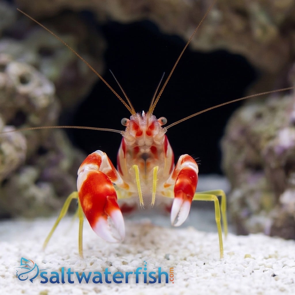 Pistol Shrimp: Randalli